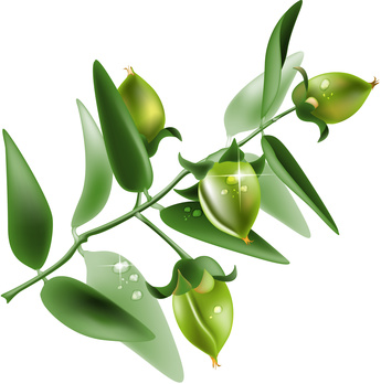 Lhuile végétale de jojoba