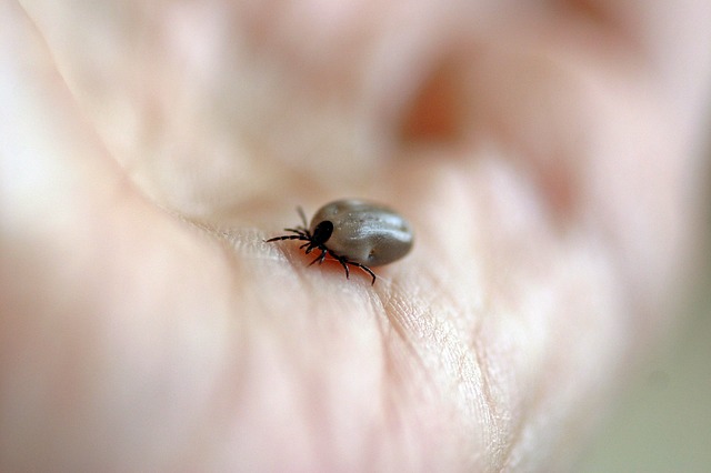 Maladie de Lyme et agents pathogènes: ce qu’il faut savoir…